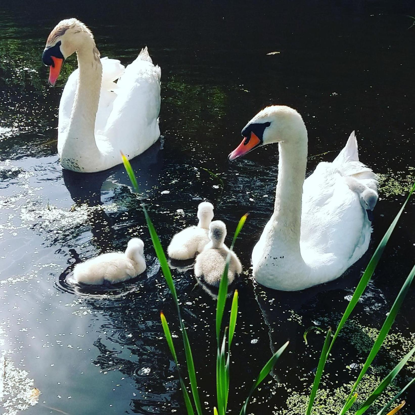 Het Waterhoentje Sint Jansklooster Exteriér fotografie